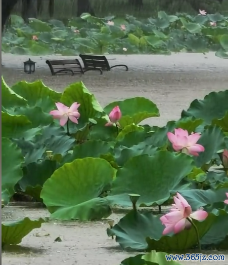 深圳超1300座公园因暴雨关闭 安全考量暂闭园